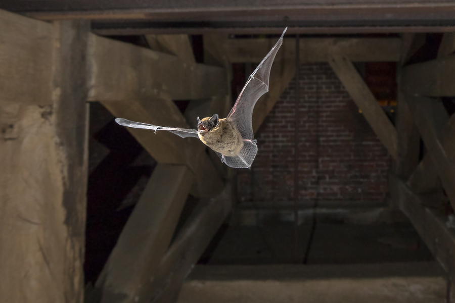 bats inc