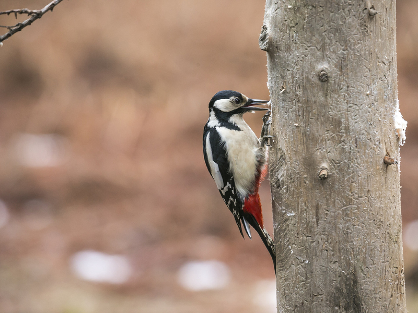 Woodpecker Removal, Bird Control Denver, Centennial & Thornton, CO
